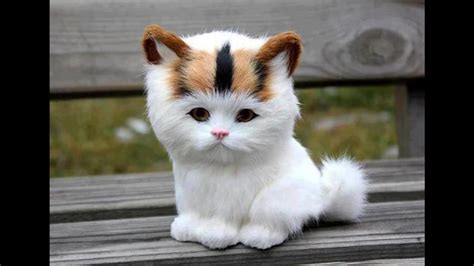 Adorable Cats Compilation Most Beautiful Cats In The