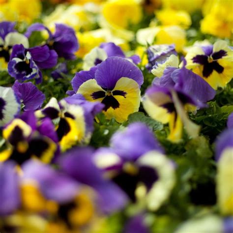 Purple And Yellow Pansies Are Growing In The Garden