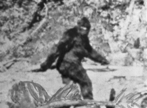 Is Bigfoot Real Sasquatch Sightings Rumored In Upstate New York
