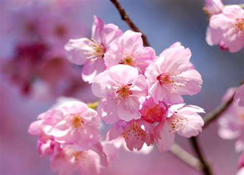 Fonds Decran 3610x2592 En Gros Plan La Floraison Des Arbres Sakura