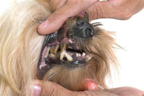 What Can I Do About My Dogs Rotting Teeth