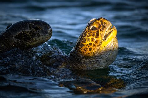 Mating Pacific Green Sea Turtles Sean Crane Photography