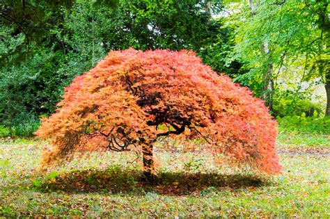 Japanese Maple 11 Japanese Maple Trees Better Homes And