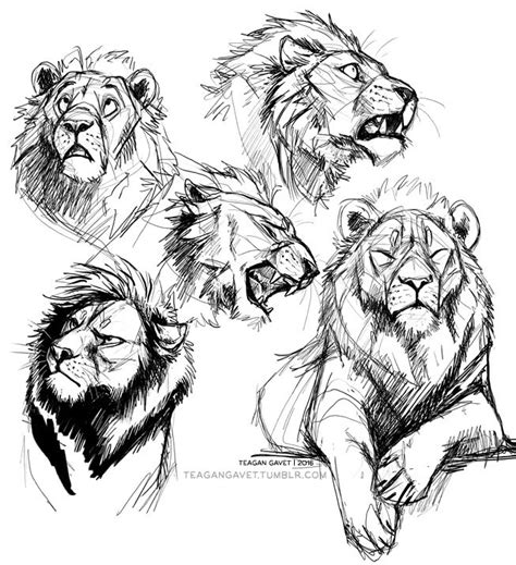 Now we can start drawing the lion. Teagan Gavet on Twitter: "Lions? Lions! #sketch #sketching…