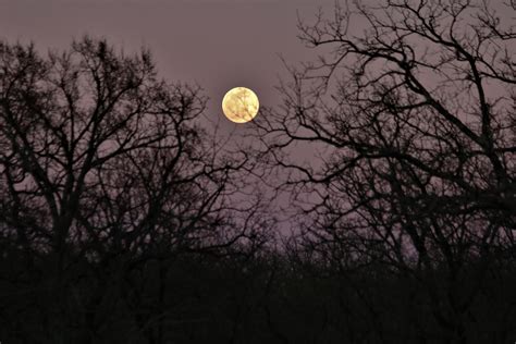 Full Moon Through The Trees Free Stock Photo Public Domain Pictures
