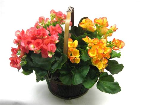 Vendita online di piante fiorite in vaso coltivate a km zero nelle nostre serre. Fiori da interno: ecco alcune varietà perfette per l ...