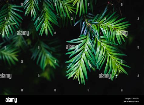 Close Up Of Green Pine Tree Leaves On Black Background Stock Photo Alamy
