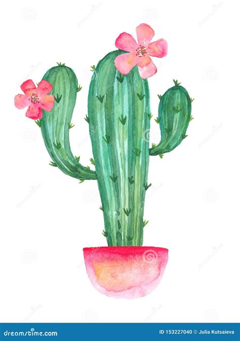 Blooming Cactus Vector Illustration 227052418