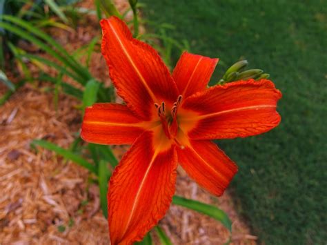Premium Photo Orange Daylily Close Up In A Garden