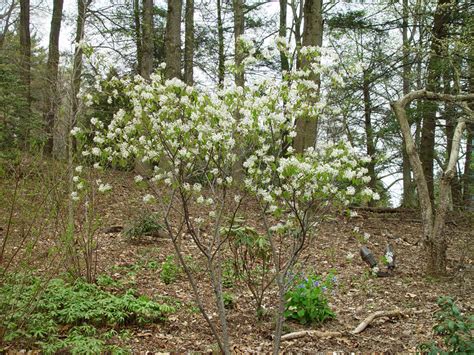 Maybe you would like to learn more about one of these? Mt. Cuba Center | Native Plant Finder, Search Native Plants