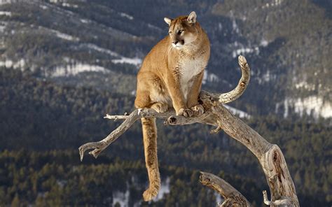 mountain lion hd wallpapers backgrounds wallpaper abyss