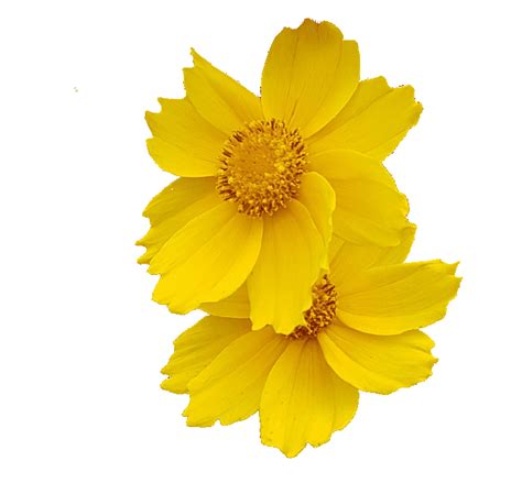 Images of animated fresh flower. How to set transparent colors in GIF - GIF Studio - Cognitive Droid