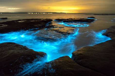 7 Bioluminescent Beaches And Bays Worth Visiting Oyster