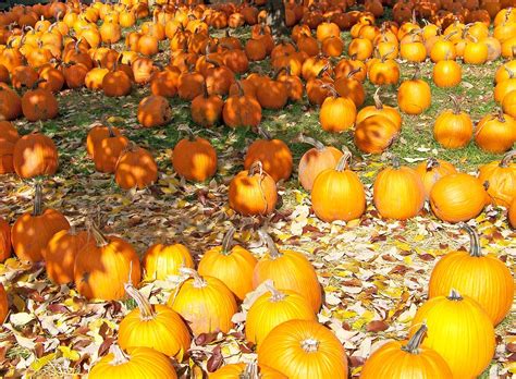 Pumpkins Autumn Fall Free Photo On Pixabay Pixabay