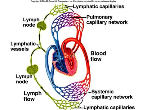 Lymphatic System And Immunity Pictures Chandler Physical Therapy