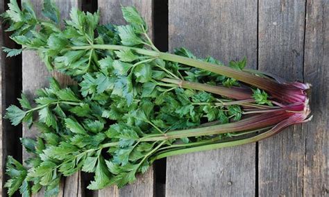 How To Grow Celery The Right Way Epic Gardening