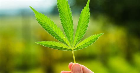 Marijuana legalization is having its best year ever - Vox