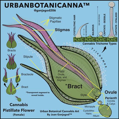 It absorbs water and nutrients from the soil and sends. The Cannabis Female Flower | O'Shaughnessy's