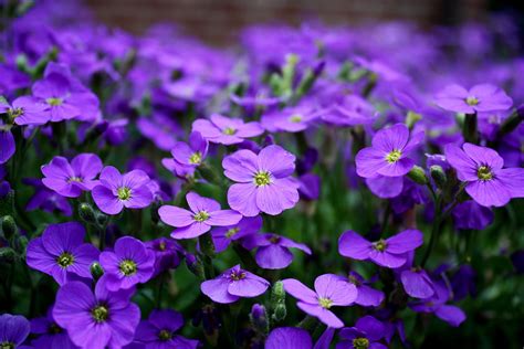 Depth Of Field Photography Of Purple Petaled Flowers Hd Wallpaper