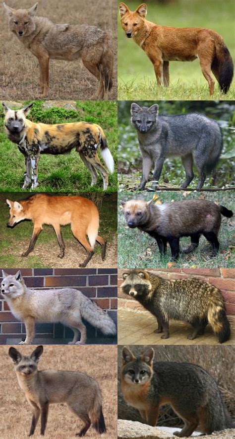 Filefamilia Canidae Wikimedia Commons