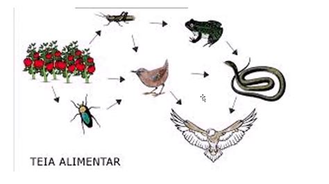 Biodevolutiva Cadeias E Teias Alimentares YouTube