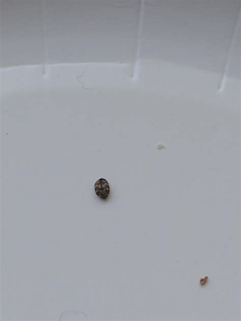 Bed Bug Found On Window Sill Has Small Black And White Stripes Bedbugs