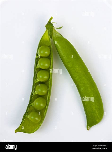 Home Grown Open Pea Pod Showing Six Fresh Green Peas Stock Photo Alamy
