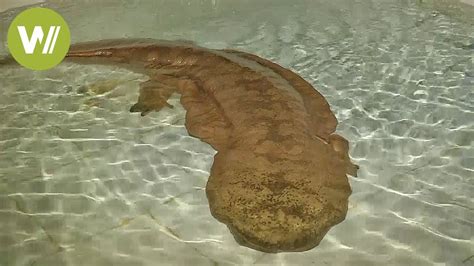 200 Year Old Giant Salamander Discovered In China Youtube