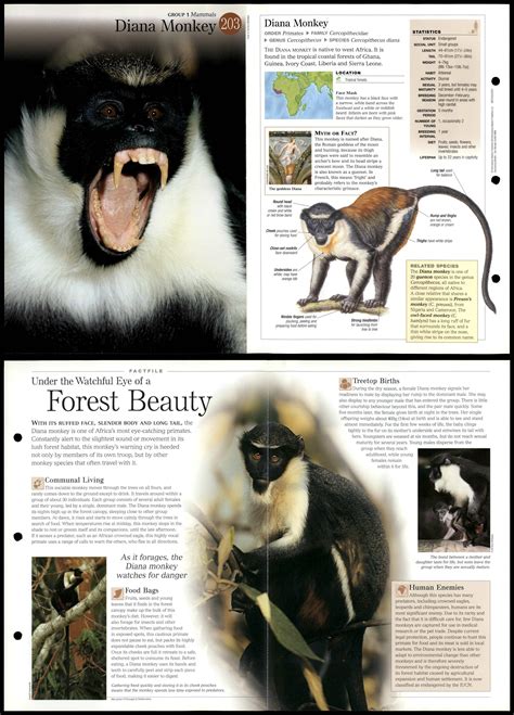 Diana Monkey 203 Mammals Discovering Wildlife Fact File