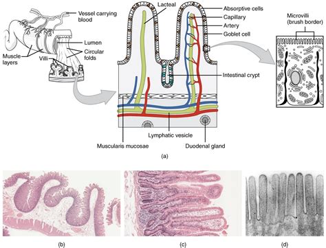 The Small And Large Intestines Anatomy