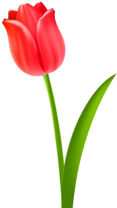Tulip Free Clip Art 10 Free Cliparts Download Images On Clipground 2023