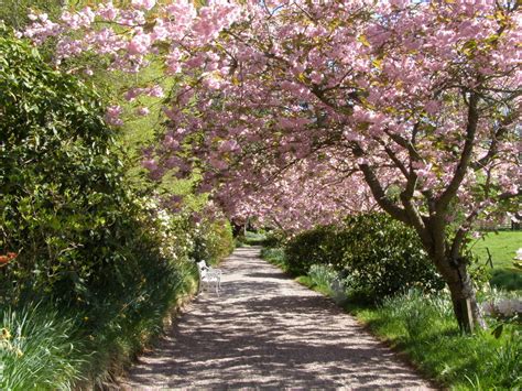 Cherry Trees In Bloom On Path To Formal Garden At Ballinda Flickr