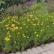Coreopsis verticillata 'Zagreb' - Midwest Groundcovers, LLC