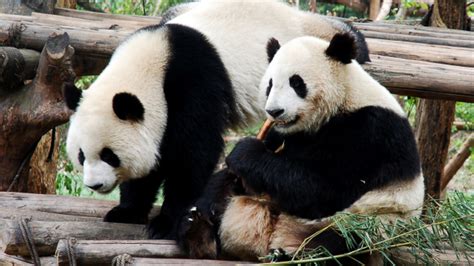 Pandas Are More Likely To Mate When Theyre ‘in Love Mental Floss