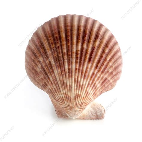Scallop Shell Stock Image F0121104 Science Photo Library