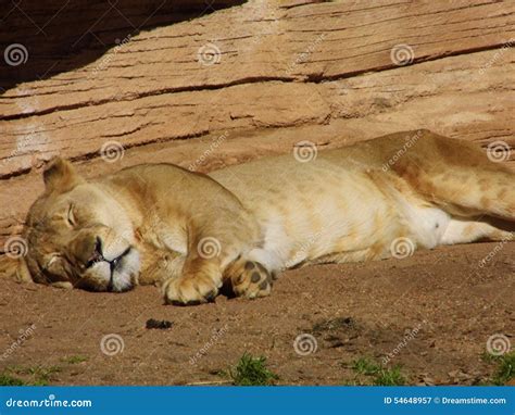 Spotted Lioness Stock Image Image Of Riverbanks Queen 54648957