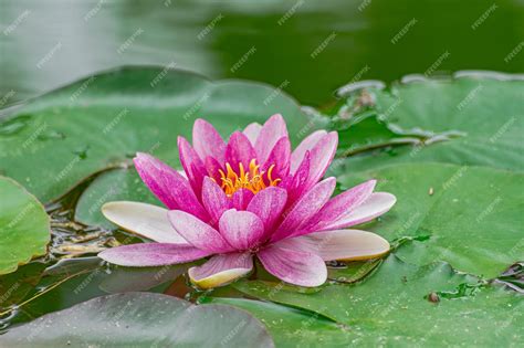 Premium Photo Red Water Lily Nymphaea Alba F Rosea Blooming In A Lake