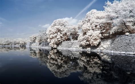 Snow Covered Trees Beside Body Of Water Under Clear Blue Sky Hd