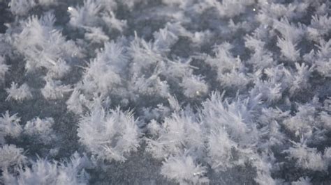 Arctic Sea Ice Frost Flowers In Bloom At University Of Manitoba Lab