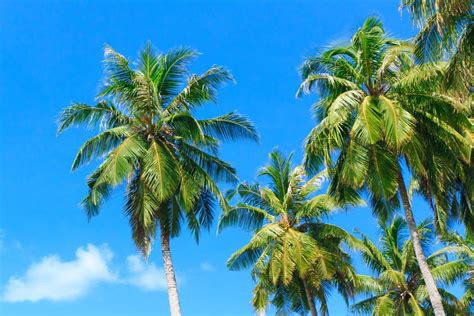 9 Types Of Palm Trees That Thrive In Warm Climates Bob Vila