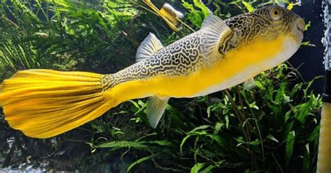 Ikan buntal bisa mengembang menjadi bentuk bola untuk menghindari dan menakuti predator. Ikan Buntal - 6 Jenis Ikan Buntal Hias Cantik dan Manfaat ...