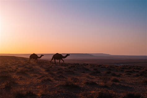 Camel Walking Through Desert Wallpaperhd Animals Wallpapers4k
