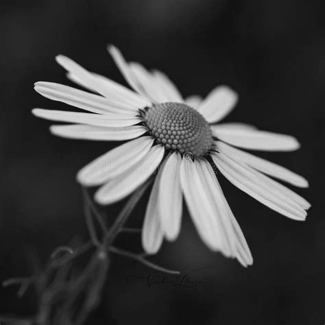 One Single Daisy Flowerblack And White Image Stock Image Image Of