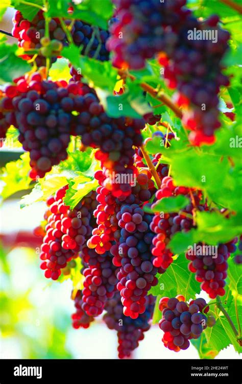 Red Grapes On The Vine Stock Photo Alamy