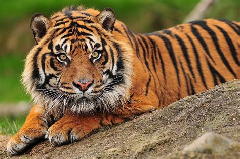 A Critically Endangered Sumatran Tiger Has Been Found Dead In An Animal