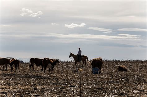 ‘america First May Be Last Hope For These Cattle Ranchers The