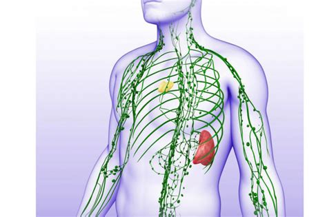 Lymphatic System Cleans The Body A Healthy Body