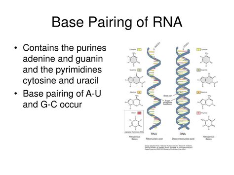 Ppt Nucleotides Powerpoint Presentation Free Download Id672807