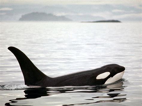 Orca Whale Wallpapers Wallpaper Cave