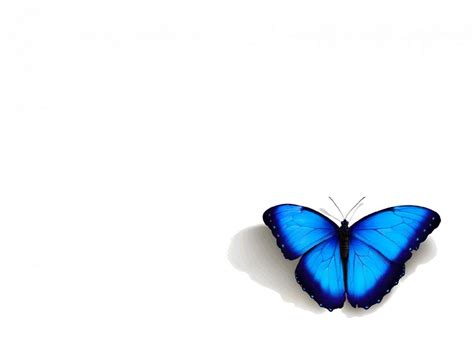 Blue Butterfly Wallpapers On Wallpaperdog